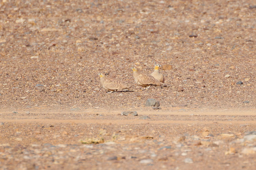 Crowned Sandgrouse (Pterocles coronatus)