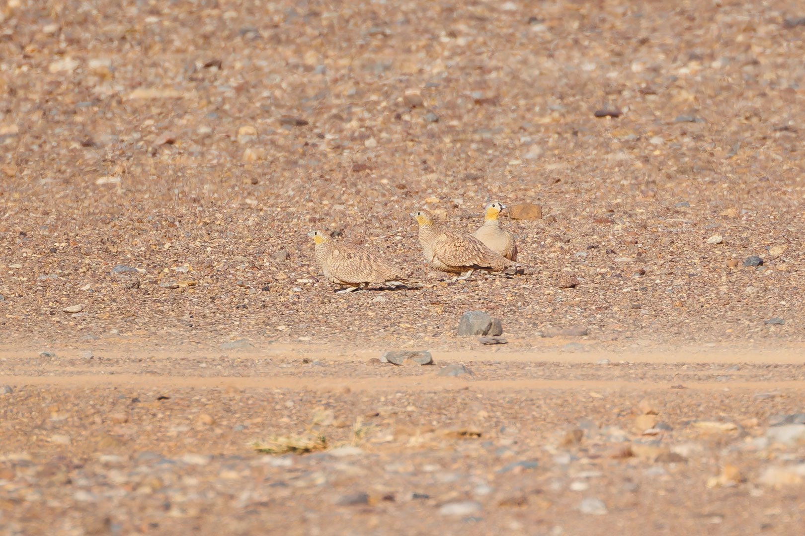 Crowned Sandgrouse (Pterocles coronatus), photo 2