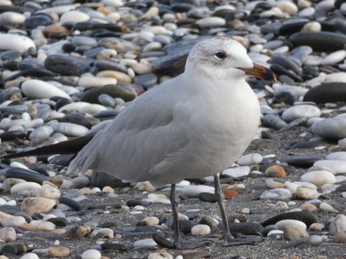 Avistamiento Gaviota de Audouin
