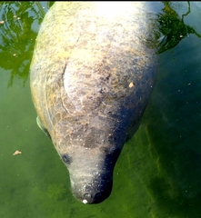 Trichechus