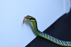 Dendrelaphis formosus
