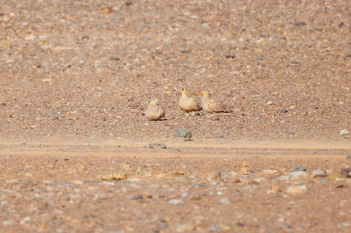 Crowned Sandgrouse (Pterocles coronatus), photo 2