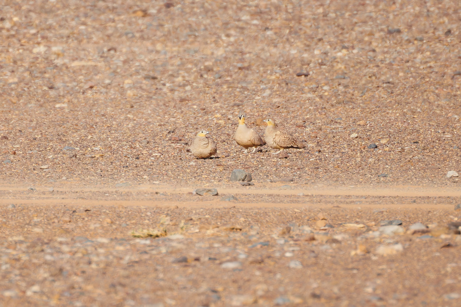 Crowned Sandgrouse (Pterocles coronatus), photo 3