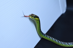 Dendrelaphis formosus