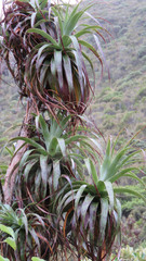 Dracophyllum traversii