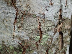 Buellia griseovirens