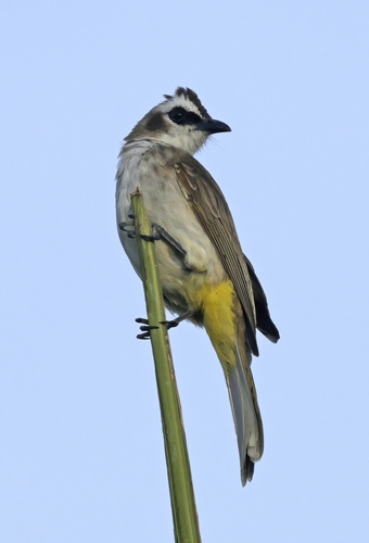 Pycnonotus goiavier observed 2026-03-03