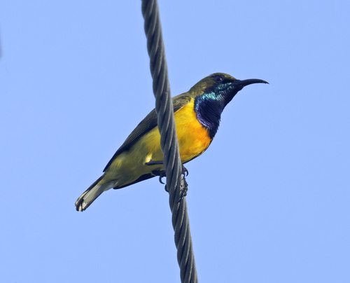 Cinnyris jugularis observed 2026-03-03