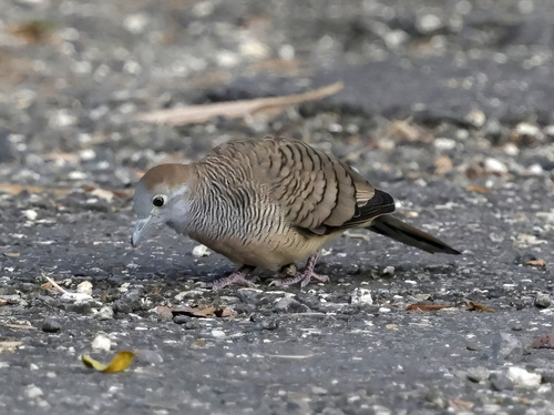 Geopelia striata observed 2026-03-03