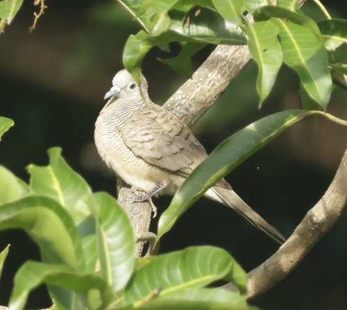 Geopelia striata observed 2026-03-03