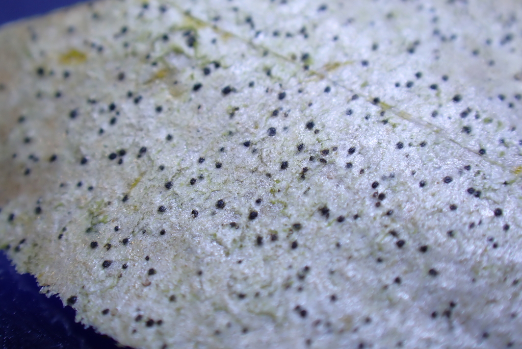 Eopyrenula grandicula