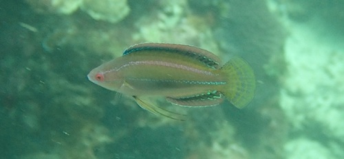 Blue-stripe flasher (Cirrhilabrus temminckii) — Labridae