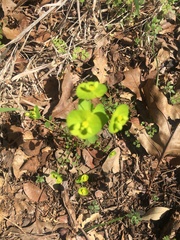 Euphorbia roemeriana