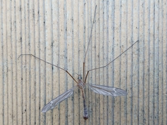 Tipula