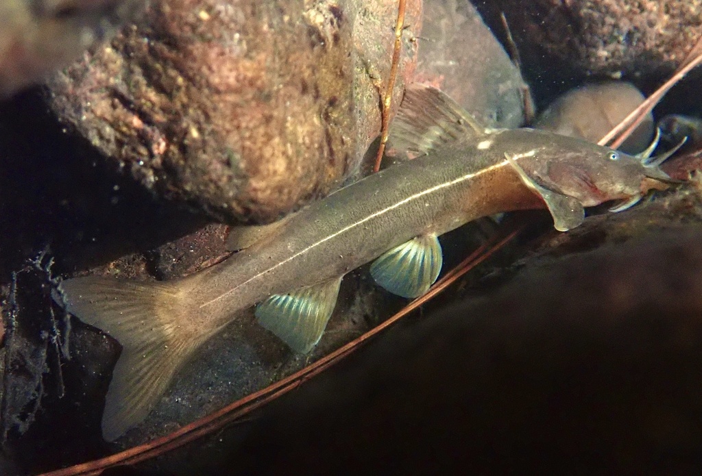 Glyptothorax