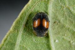 Diomus notescens