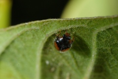 Diomus notescens