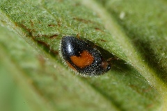 Diomus notescens