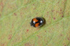 Diomus notescens