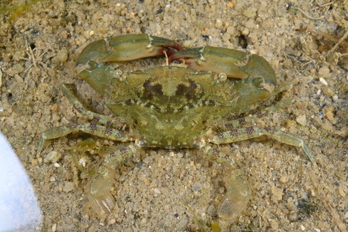 Thalamita integra observed 2026-03-14
