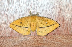 Decachorda aspersa