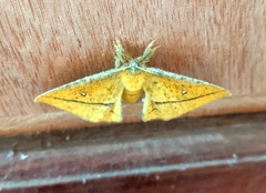 Decachorda aspersa