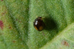 Serangium maculigerum