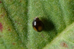 Serangium maculigerum