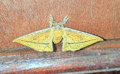 Decachorda aspersa