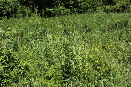 Image of Lithospermum parviflorum by (c) Quinten Wiegersma, some rights reserved (CC BY)