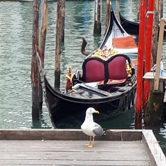 Larus michahellis michahellis