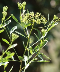 Heteromorpha arborescens