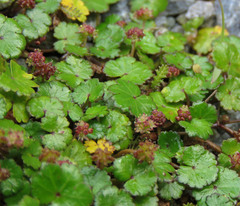Hydrocotyle microphylla