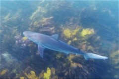 Carcharhinus obscurus