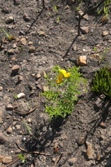 Argyrolobium pachyphyllum