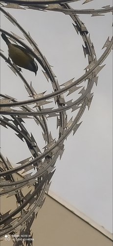 Bananaquit