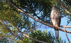 Araucaria cunninghamii