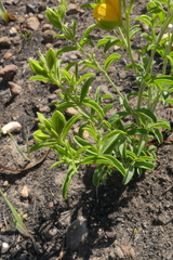 Argyrolobium pachyphyllum