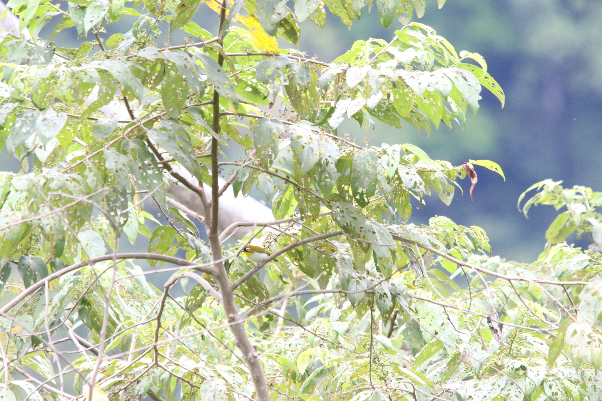Black-fronted White-eye (Zosterops minor), photo 4