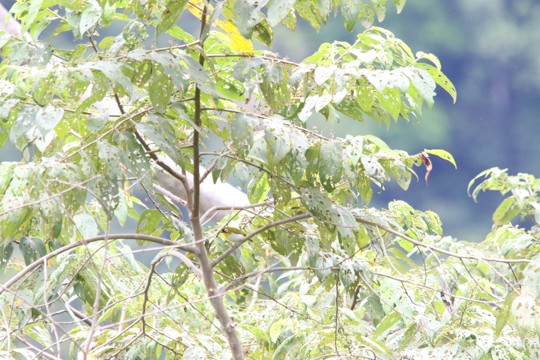 Black-fronted White-eye (Zosterops minor), photo 3
