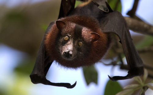 Pteropus rayneri observed 2015-07-13