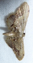 Idaea violacea