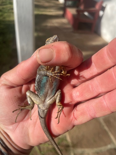 iNaturalist observation photo of Western Fence Lizard