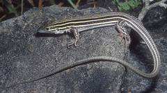 Aspidoscelis laredoensis