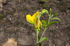 Argyrolobium pachyphyllum