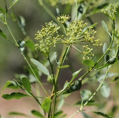 Heteromorpha arborescens