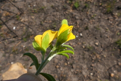 Argyrolobium pachyphyllum