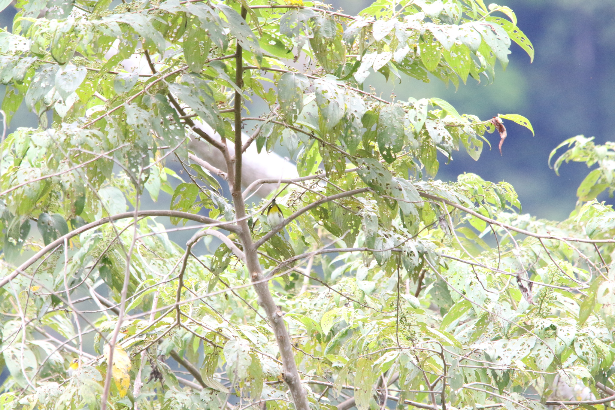 Black-fronted White-eye (Zosterops minor), photo 9