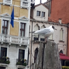 Chroicocephalus ridibundus