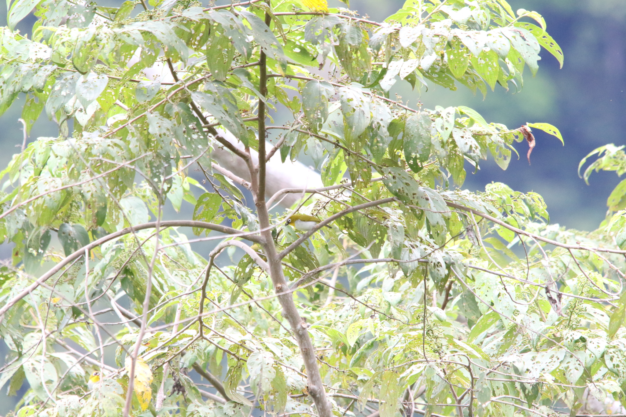 Black-fronted White-eye (Zosterops minor), photo 8